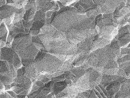 ミクロプレートのSEM×1000画像
